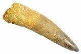 Fossil Spinosaurus Tooth - Real Dinosaur Tooth #363532-1